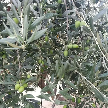 Elea Stone In Organic Quiet Olive Grove, Prinos, Thassos